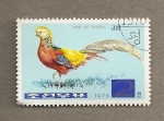 Stamps North Korea -  Pavo real