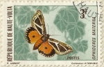Stamps Africa - Burkina Faso -  OPHIDERES MATERNA