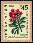 Stamps : Europe : Bulgaria :  Flores, rhododendron ponticum.