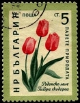 Stamps Bulgaria -  Flores, tulipa rhodopea.