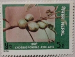 Stamps : Asia : Nepal :  choerospondias axillaris 1978