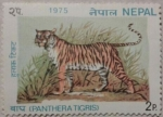 Sellos de Asia - Nepal -  panthera tigris 1975