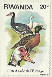 Stamps Rwanda -  AÑO DE LA GANADERIA - PATOS