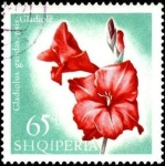 Stamps : Europe : Albania :  Flores multicolores, gladiolus gandavensis.