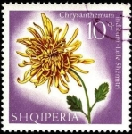 Stamps Albania -  Flores multicolores, chrysanthemum indicum.