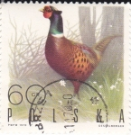 Stamps Poland -  Aves