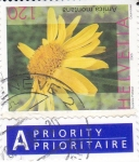 Stamps Switzerland -  Flores silvestres -Arnica montana