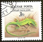 Stamps Hungary -  LACERTA VIRIDIS