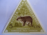 Stamps : America : Costa_Rica :  Tepescuintle Cuniculus Paca Virgatus (Guartinaja)