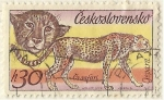 Stamps Czechoslovakia -  GEPARDO