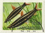 Stamps Nicaragua -  PECES