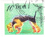 Stamps Germany -  Perros de raza - TERRIER