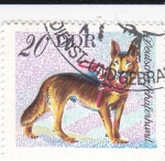 Sellos de Europa - Alemania -  Perros de raza -SCHAFERHUND