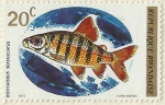 Stamps Rwanda -  DISTICHODUS SEXFASCIATUS