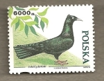 Stamps Poland -  Paloma