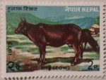 Sellos de Asia - Nepal -  (cow) 1973