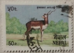 Stamps : Asia : Nepal :  antilope cervicapra 1984
