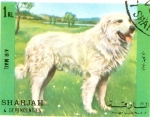 Stamps United Arab Emirates -  perros