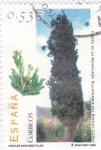 Stamps Spain -  Arboles monumentales- Ciprés de la Anunciada -Villafranca del Bierzo (León)     (L)