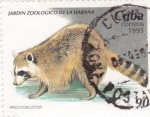 Stamps Cuba -  Jardín Zoológico de la Habana- Procyon Lotor