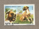 Stamps : Europe : Romania :  Exposición mundial canina,Brno, Boxer