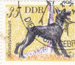 Sellos de Europa - Alemania -  Perros de raza- Riesenschnauzer
