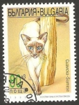 Stamps Bulgaria -  3773 - Gato Siames
