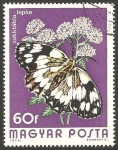 Sellos de Europa - Hungr�a -  2395 - mariposa melanargia galathea