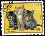 Sellos de Asia - Emiratos rabes Unidos -  GATOS