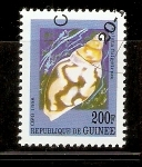 Stamps : Africa : Guinea :  VOLATA  FULGETRAM
