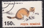 Stamps Romania -  comadreja