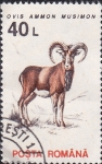 Sellos de Europa - Rumania -  muflon europeo