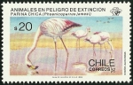 Sellos de America - Chile -  PARINA CHICA - ANIMALES EN PELIGRO DE EXTINCION