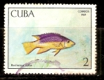 Stamps Cuba -  BODIANUS  RUFUS