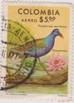 Stamps : America : Colombia :  AVES DE COLOMBIA