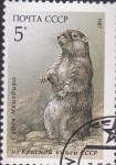 Stamps Russia -  marmota