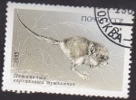 Stamps Russia -  raton