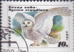 Stamps Russia -  buho