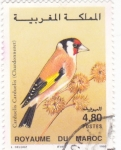Stamps Morocco -  Carduelis-Carduelis