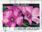 Stamps Uruguay -  Oxalis pudica