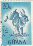 Stamps Ghana -  conejo