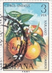 Stamps Spain -  FLORA- Naranjo  (Q)