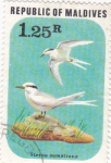 Stamps Asia - Maldives -  AVES-STERNA SUMATRANA