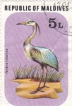 Stamps Asia - Maldives -  AVE- ARDEA CINEREA