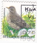 Stamps Belgium -  AVE-GRASPIEPER