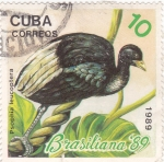Sellos de America - Cuba -  AVE- PSOPHIA LEUCOPTERA- Brasiliana'89