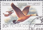 Sellos de Europa - Rusia -  5643 - Pato tadorna ferruginea