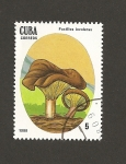 Stamps Cuba -  Seta Paxillus involutus