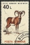 Stamps Romania -  OVIS AMMON MUSIMON
