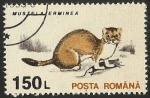 Stamps Romania -  MUSTELA ERMINEA